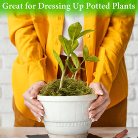 Halatool moss top dressing wraps root balls for humidity and aesthetics.