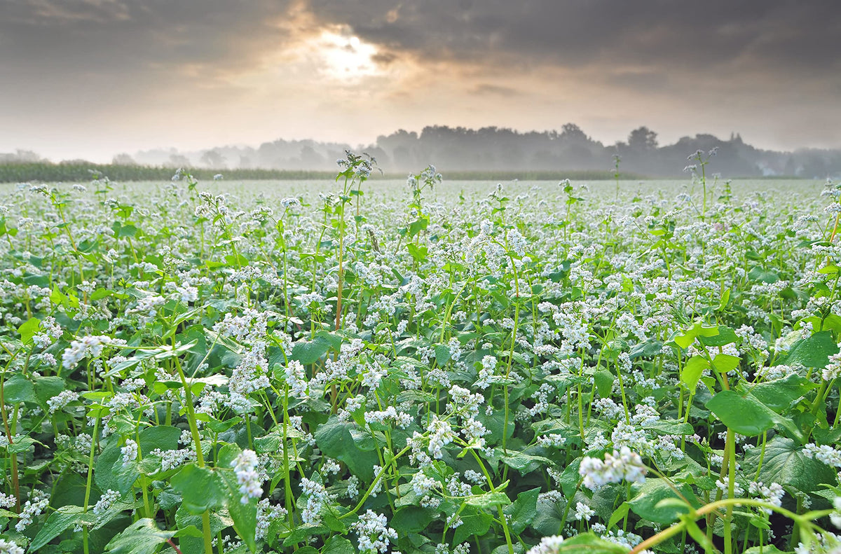 Buckwheat blossoms attracting wildlife in a Hale Habitat food plot.