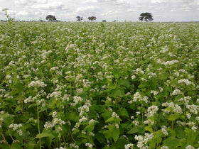 Hale Habitat buckwheat being seeded at shallow depth for forage.