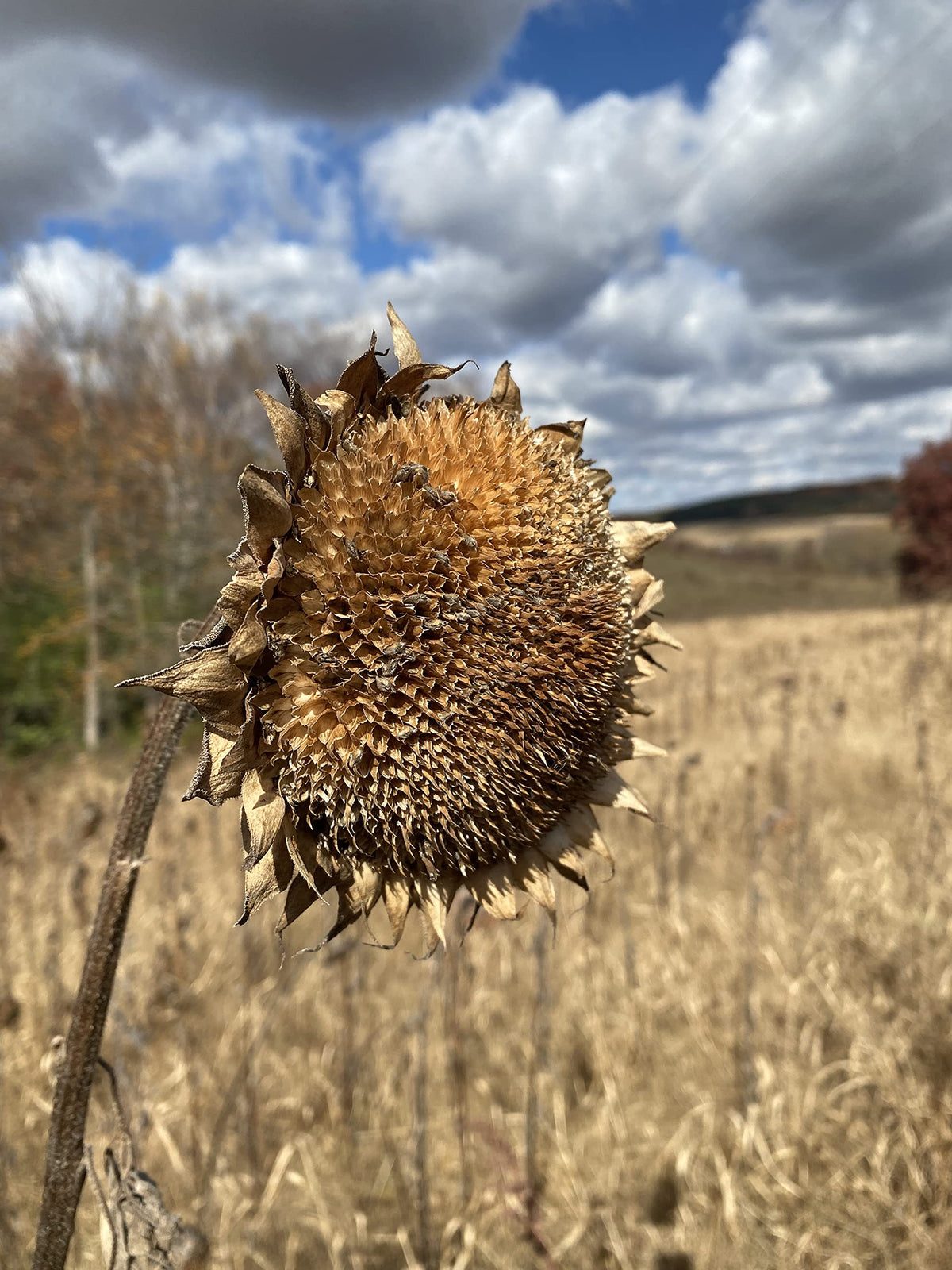 Hale Habitat Peredovik sunflowers attracting wild birds and pheasants in a diverse habitat.