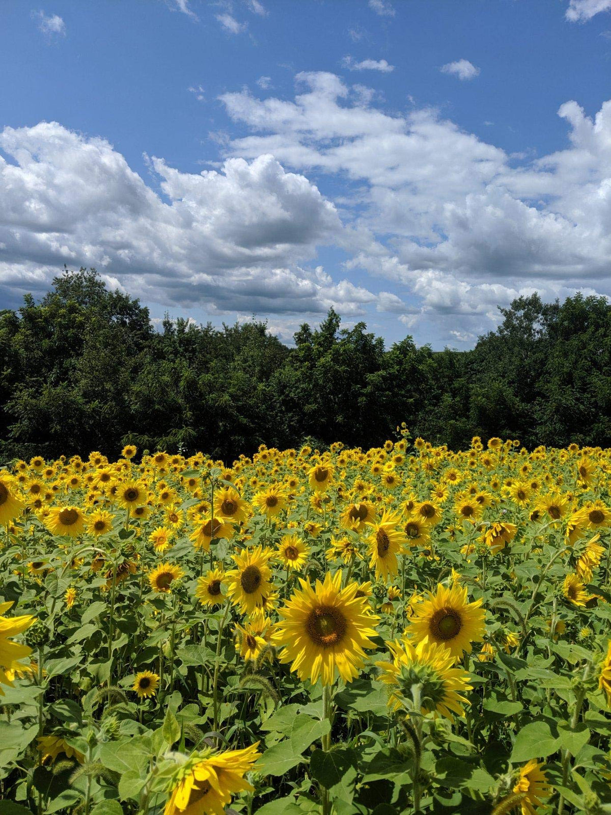 Hale Habitat Peredovik sunflowers supporting deer and turkeys along a habitat edge.