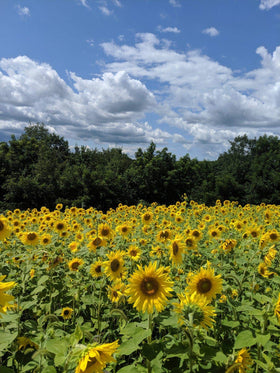 Hale Habitat Peredovik sunflowers supporting deer and turkeys along a habitat edge.