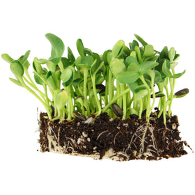 Handy Pantry Black Oil Sunflower seeds package ready for home sprouting.