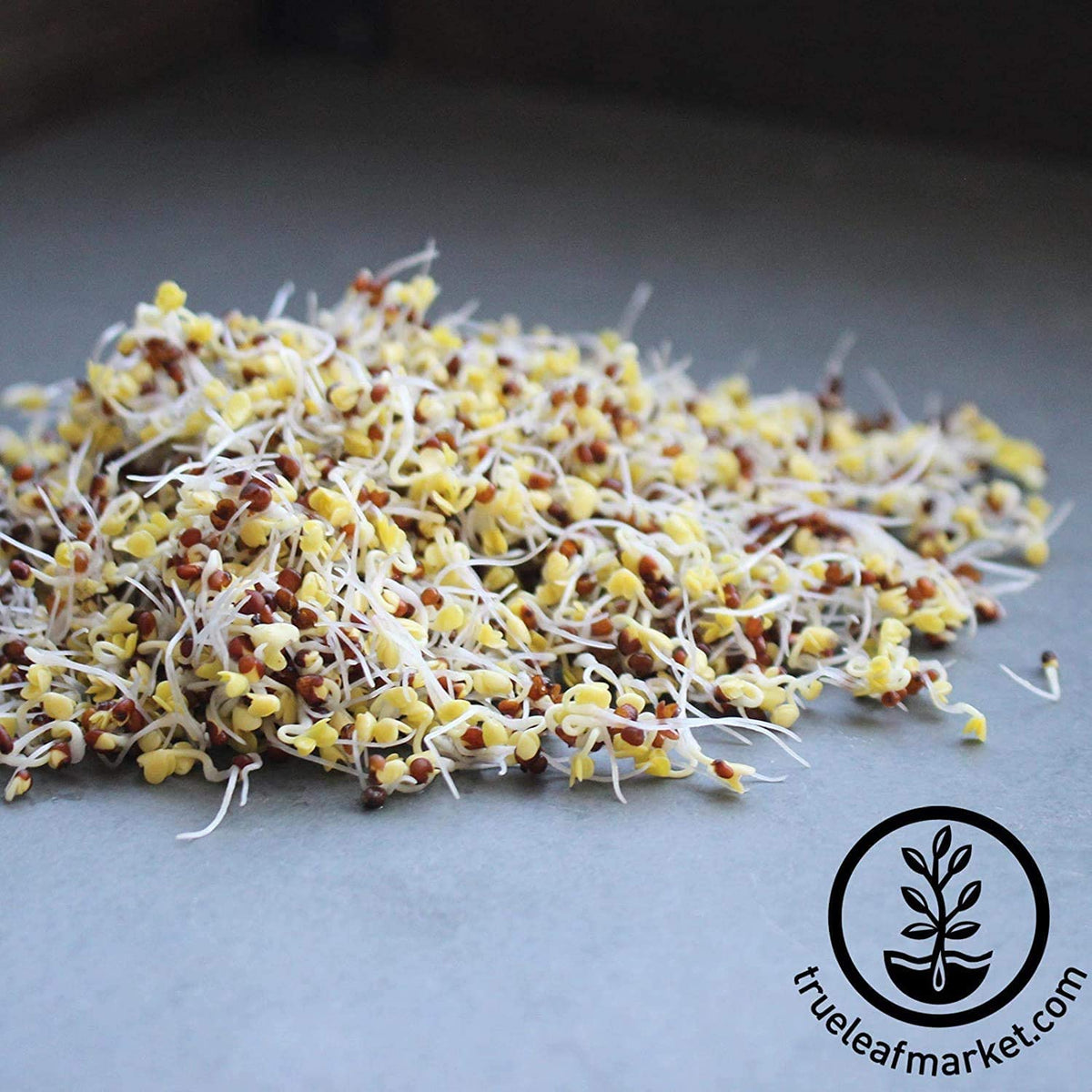 Handy Pantry broccoli sprouts seeds close-up showing vibrant green texture.