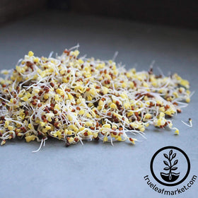 Handy Pantry broccoli sprouts seeds close-up showing vibrant green texture.