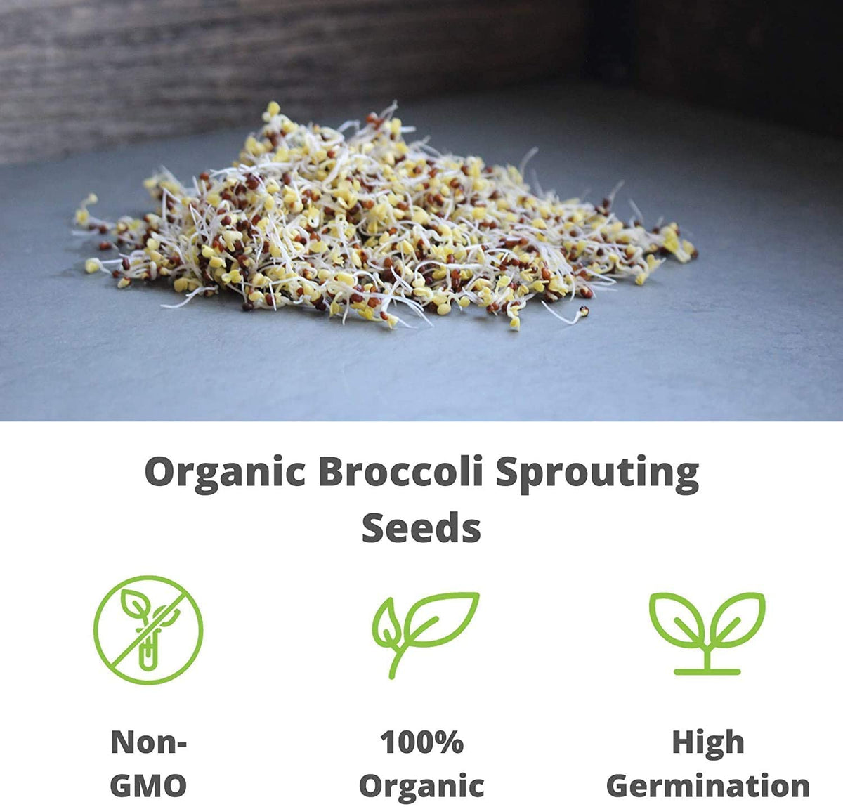Handy Pantry broccoli sprouts in kitchen near sunlight suggest easy home growth.