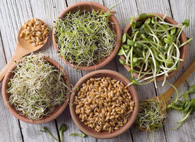 Handy Pantry reusable sprouting lid for easy rinsing and reuse.