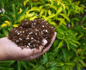 Happy Trees seed-starting use – coconut coir supports easy propagation.