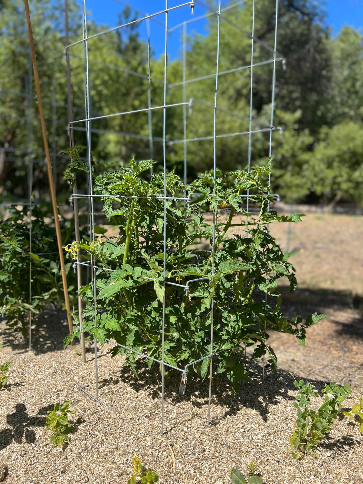 Happy Trees tomato cages sustain climbing vegetables with reliable form.