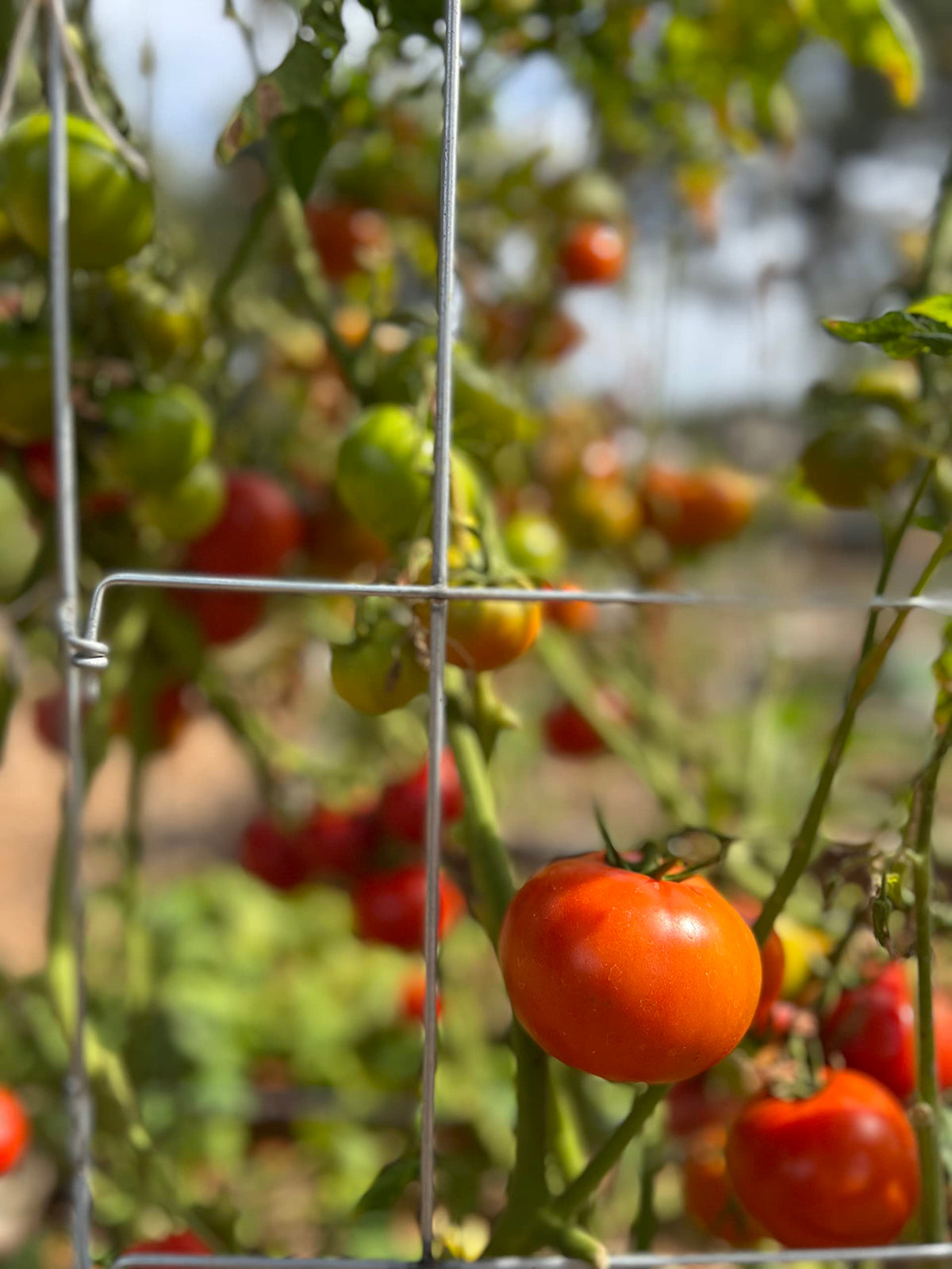 Happy Trees USA-made tomato cages reflect quality and durable garden support.