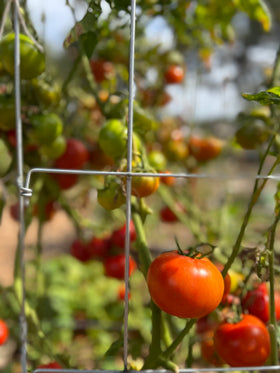 Happy Trees USA-made tomato cages reflect quality and durable garden support.