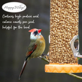 Backyard setup with Happy Wings bird feeding and shelled peanuts.