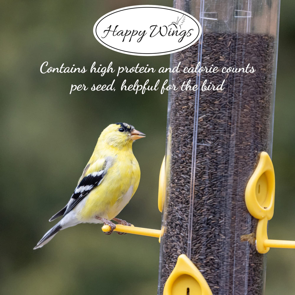 Happy Wings backyard birds feeding with Nyjer seeds in mesh socks.
