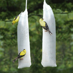 Happy Wings thistle seed sock hanging to attract small songbirds.