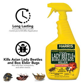 Harris Asian Lady Beetle Killer spray application demonstrates odorless, clean surface use.