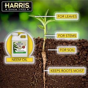 Soil moisture improvement scene with neem oil solution applied to garden beds.