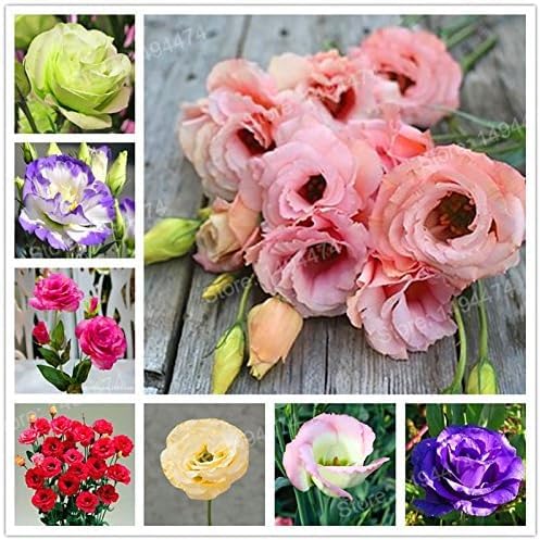 HATCHMATIC eustoma seeds mixed pack front view offering garden color variety.