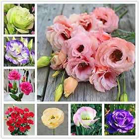 HATCHMATIC eustoma seeds mixed pack front view offering garden color variety.