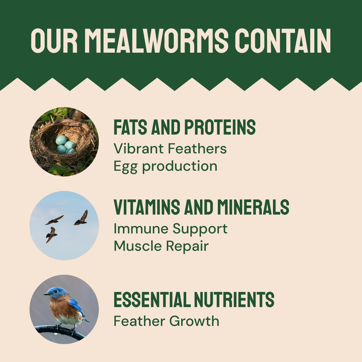 Hatortempt dried mealworms — attracts bluebirds, wrens, and other species.