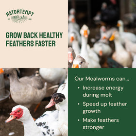 Hatortempt dried mealworms — maintains freshness for two years.