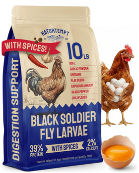 Hatortempt spiced BSF larvae in a 10lb bulk bag for chickens may support consistent laying.