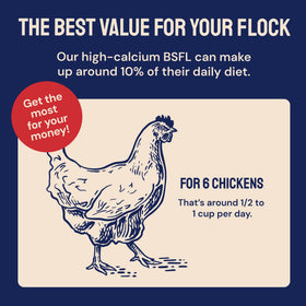 Hatortempt BSF larvae with chili coating offer a flavorful snack that may aid digestion.