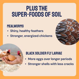 Hatortempt Surf & Turf BSF larvae provide calcium for shell strength.