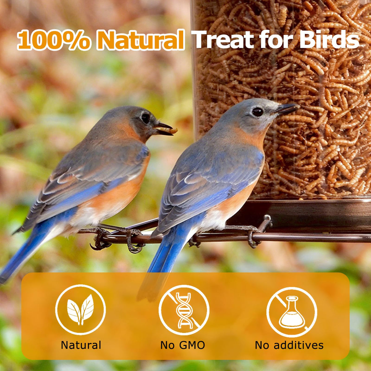 HATORTOP non-GMO mealworms drying process highlights natural protein source