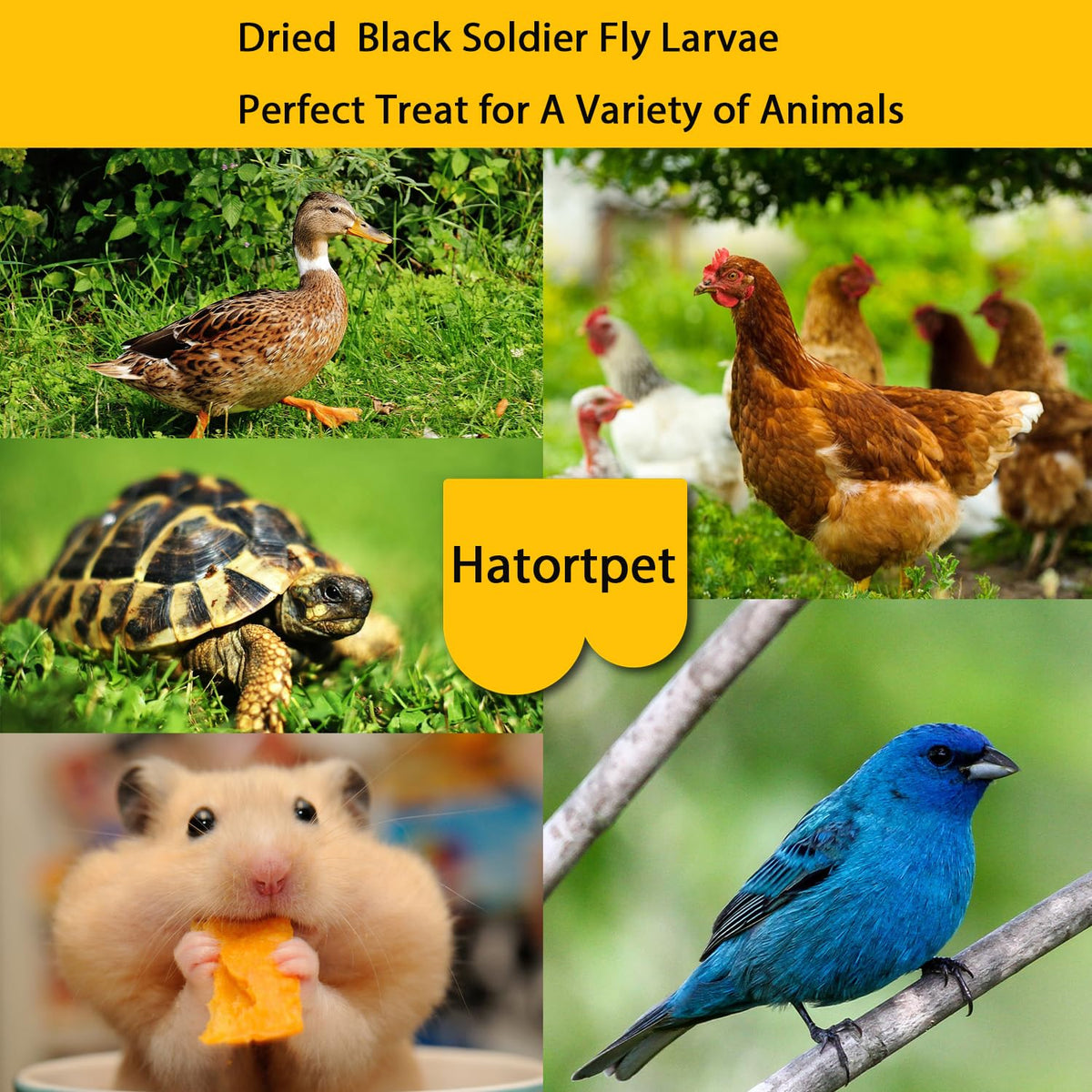 Hatortpet larvae fit diverse bird diets, including wild birds.