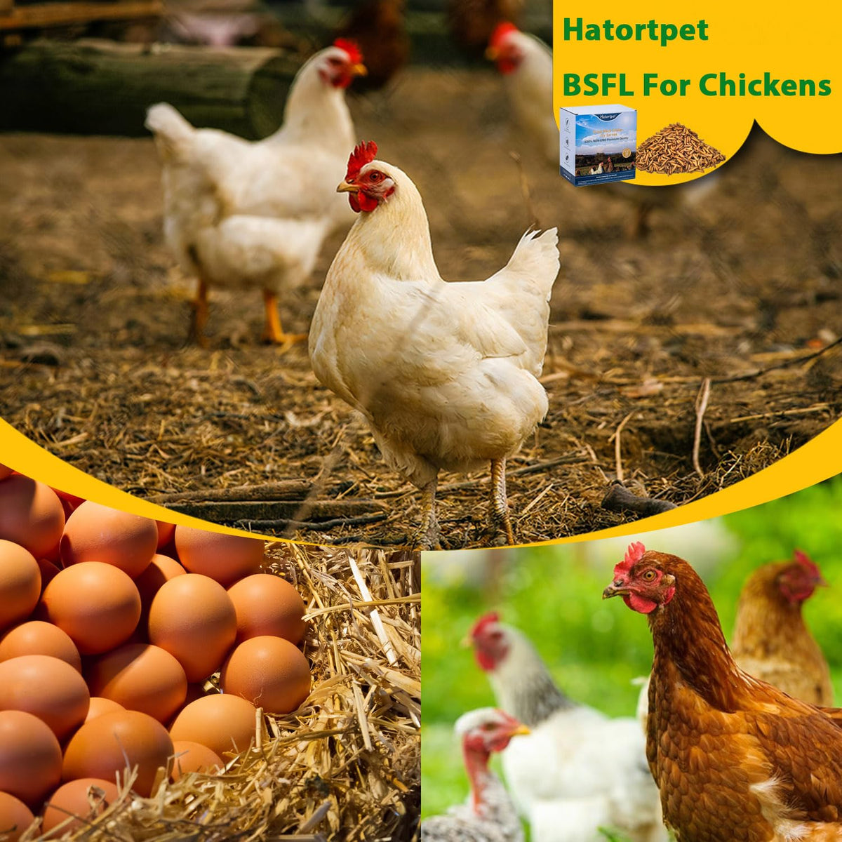 Hatortpet dried larvae show a crisp texture for quick feeding