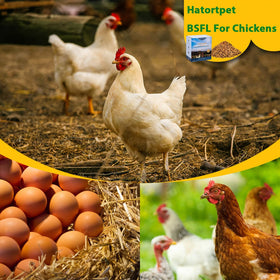 Hatortpet dried larvae show a crisp texture for quick feeding