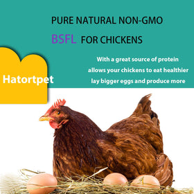 Hatortpet organic-diet raised larvae support sustainable poultry feeding