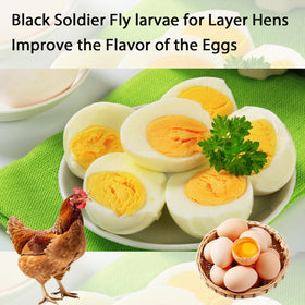 Hatortpet BSF larvae provide protein-rich treats for poultry and birds