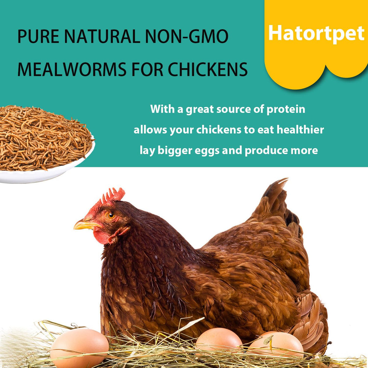 Chickens feeding on Hatortpet mealworms during meal time.
