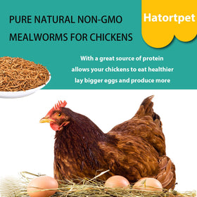 Chickens feeding on Hatortpet mealworms during meal time.