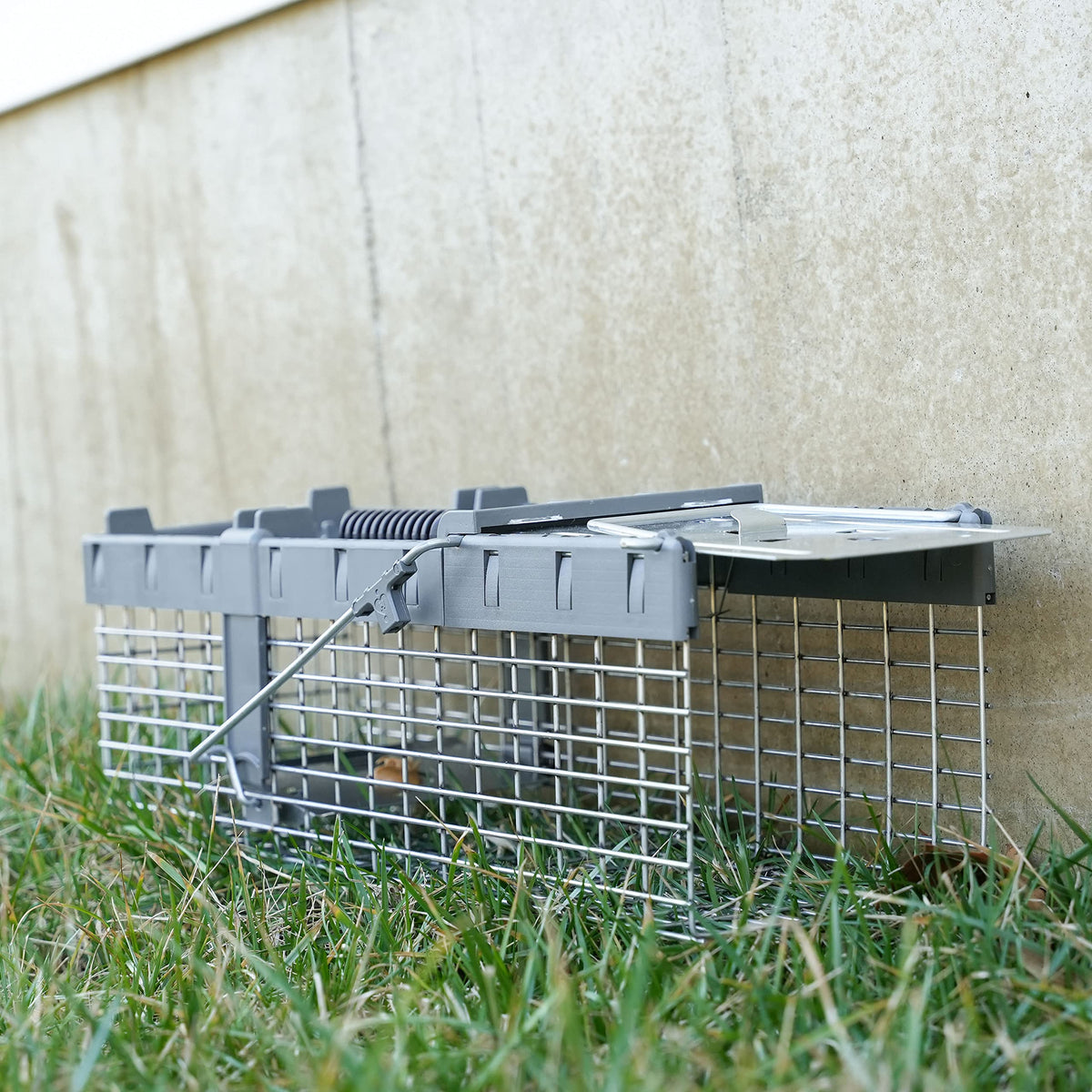 HAVAHART rolled inner edges detail to reduce injury risk for captured animals.