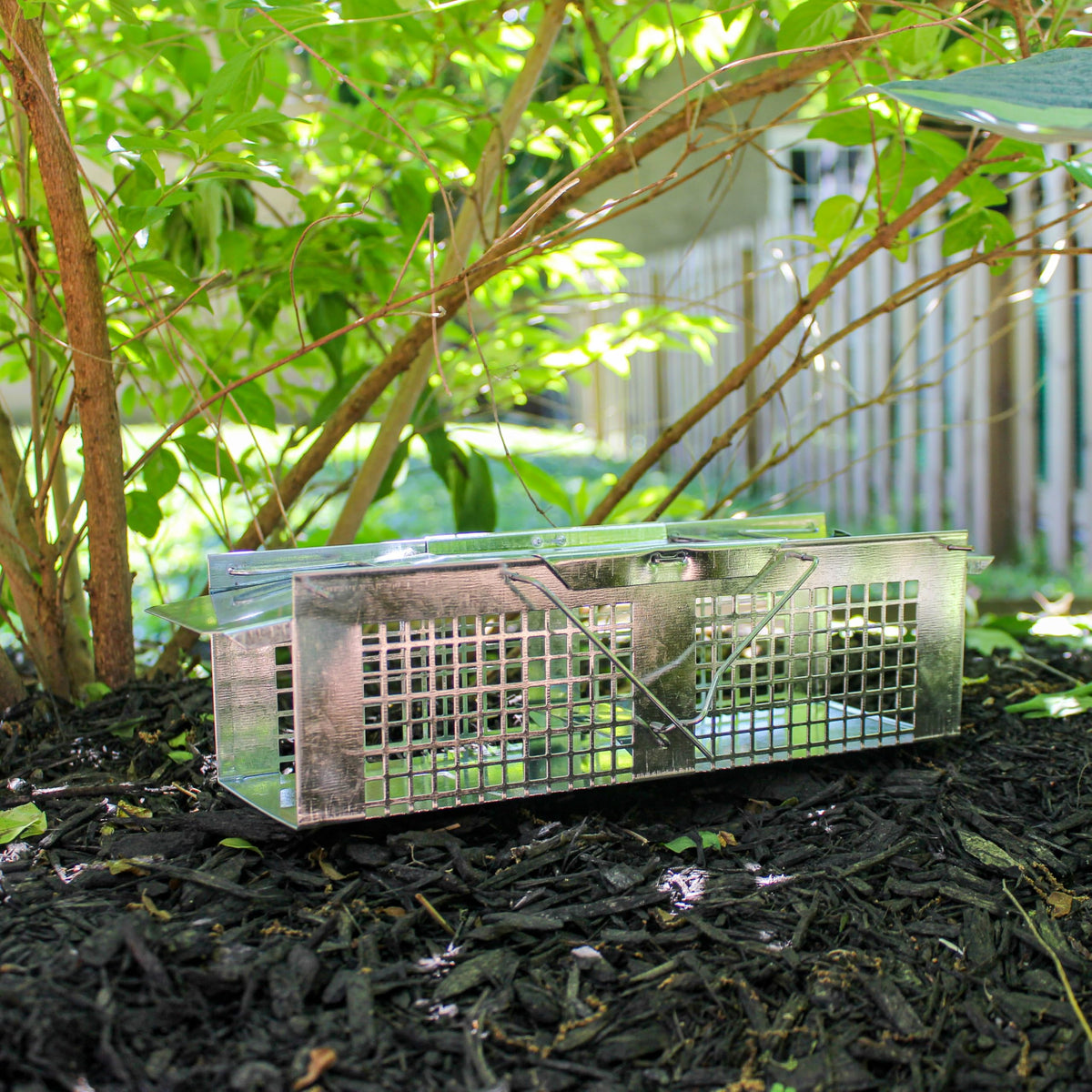 HAVAHART X-Small trap in garden setup for small pests.