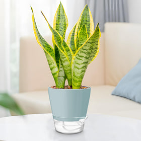 Hayder plant pot with clear saucer reservoir to support plant hydration.
