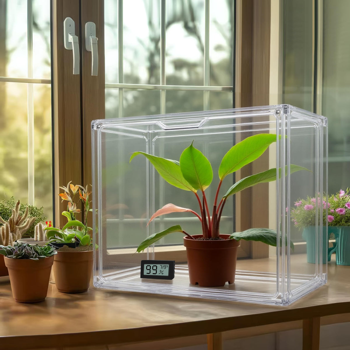 HBlife tabletop greenhouse enables easy desktop cultivation and observation.