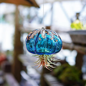 H&D Hyaline & Dora air plant holder for succulents and small greenery.