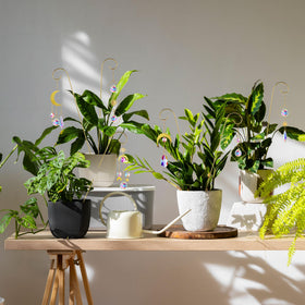 HDCRYSTALGIFTS perfect gift for plant lovers and home decor enthusiasts