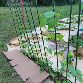 Hdeoops pointed-end stake anchors securely into soil during setup.