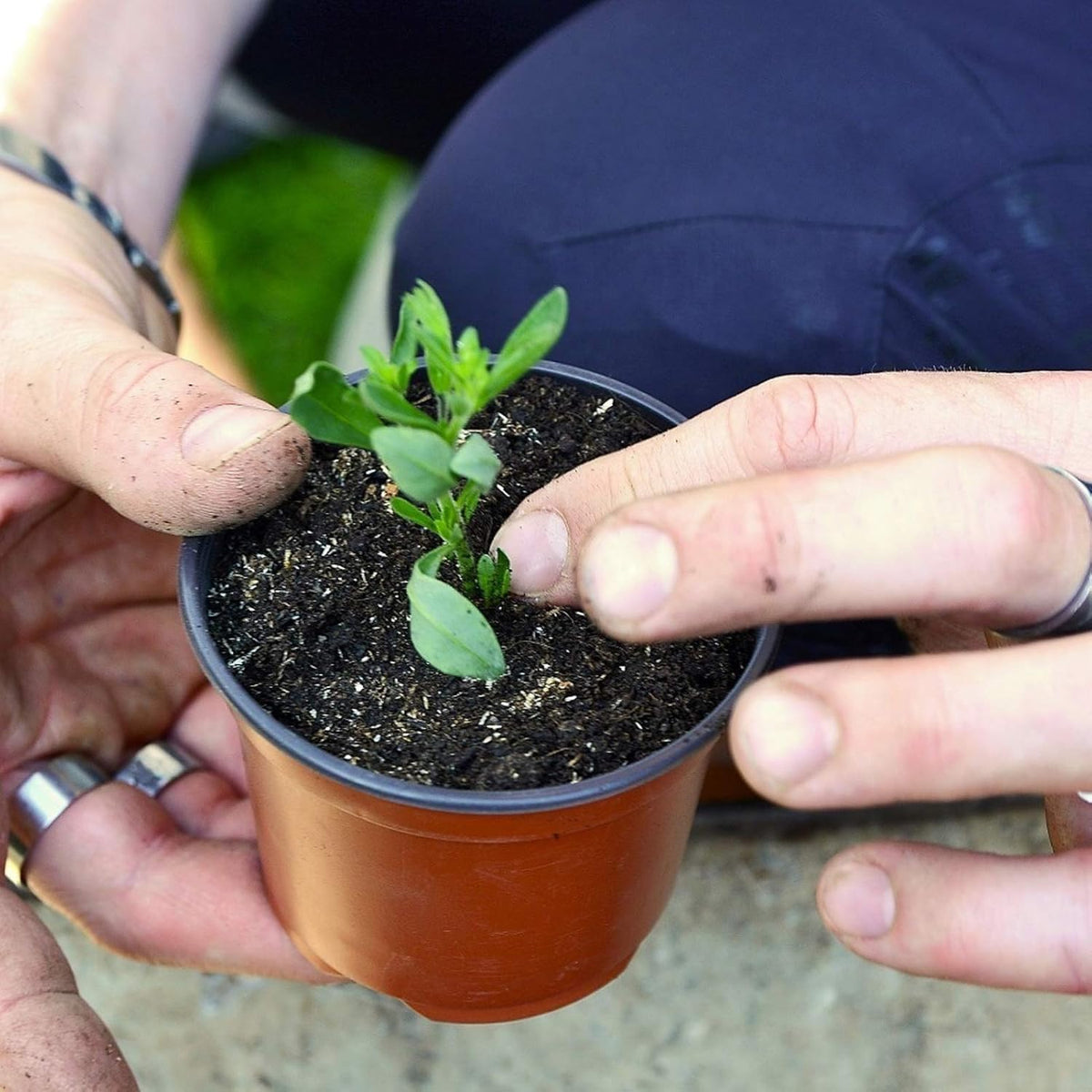 Hdeoops pot bottom with drainage holes promotes ventilation.