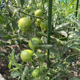 Hdeoops weatherproof stakes resist rust and UV for long-lasting use.