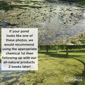 Healthy Ponds Aquasphere Pro close-up shows improved water clarity potential.
