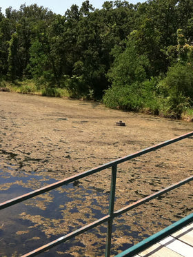 Healthy Ponds Blast pond water boost supporting organic matter breakdown.
