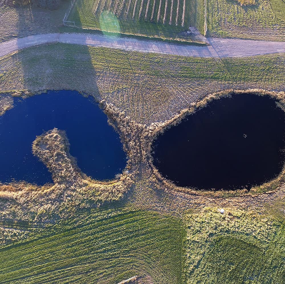 Healthy Ponds shore-toss application demonstrates easy pond colorant use.