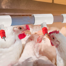 Hedume chicken waterer cups and nipples ready for reliable farm watering.