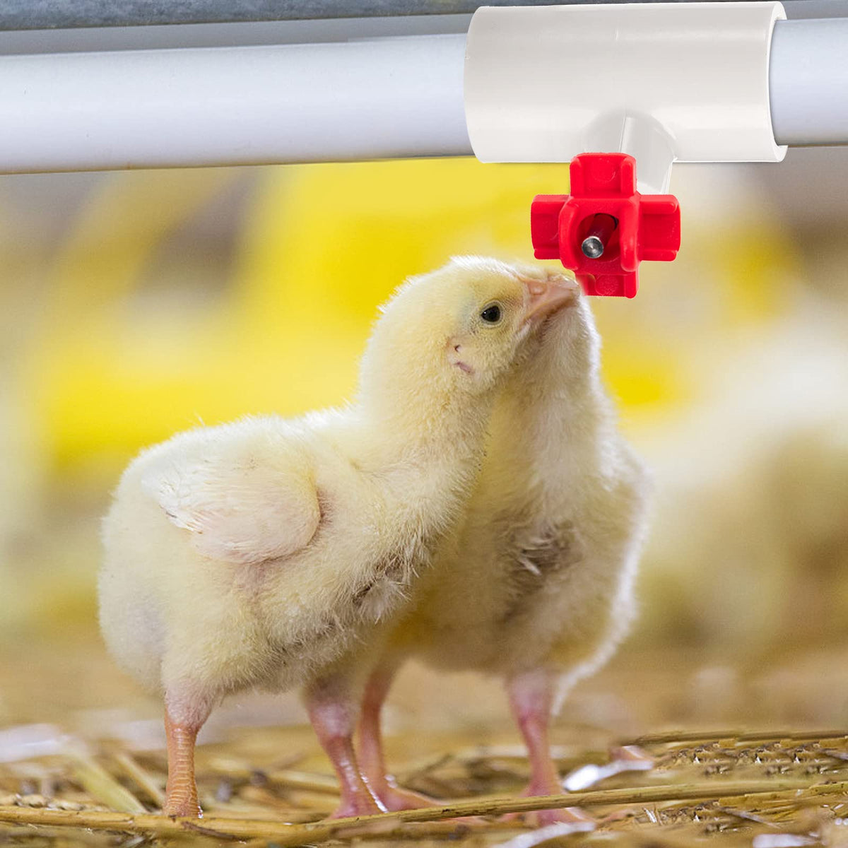 Hedume durable PVC fittings material supports long-term use in poultry enclosures.