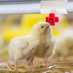 Hedume durable PVC fittings material supports long-term use in poultry enclosures.